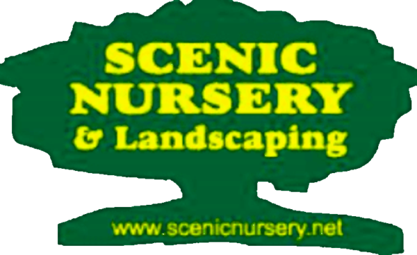 Get The Top Purple Annual Flower From Scenic Nursery And Landscaping